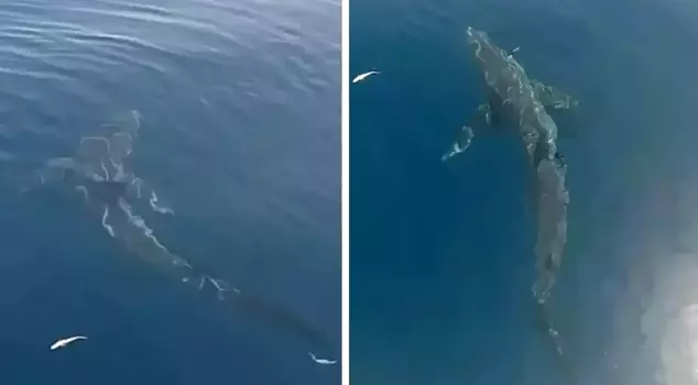 Shark panic at Erikli beach! It was captured on camera like this.