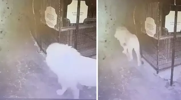 The moments when the lion escaped from the animal park and came out of its cage were captured on security camera.