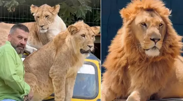 The incredible defense of the owner of the lion that attacked the farmer: It was a social animal.