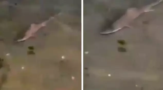 Shark panic at Caddebostan Beach! Here are those moments.