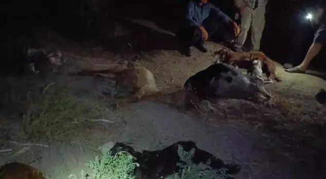 Sixty-five small livestock animals that drank water from the stream died within 5 minutes.