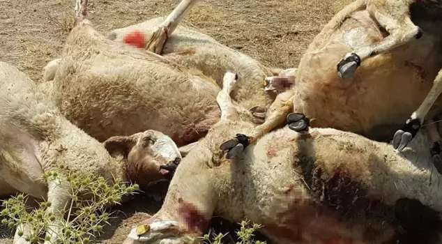 A wolf attacked the flock, and 25 sheep were killed.