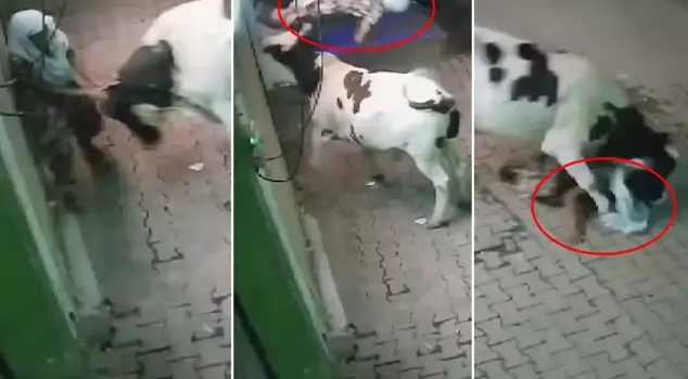 The stray cow attacked the elderly woman waiting in front of her house.