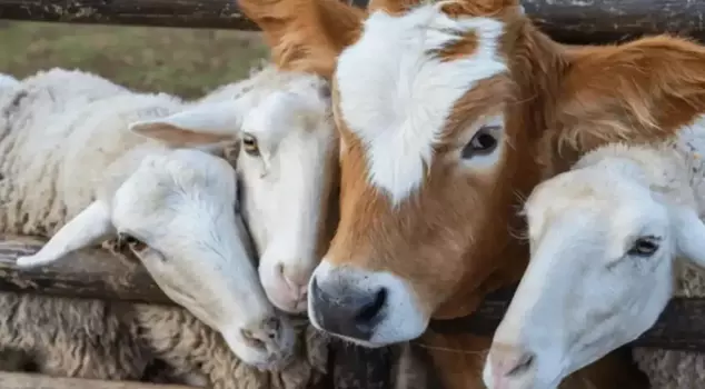 It is prohibited to raise small and large livestock as well as poultry in the town center.
