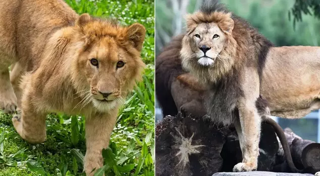 The leader of the herd killed Pars, whose name was determined by a survey.