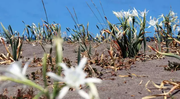 The act of picking the mesmerizing sand lilies that captivate with their beauty is burning a hole in his wallet.