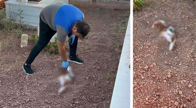 The dead dog buried in the cemetery alerted the teams.