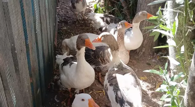 The geese that entered the sea were reported to CİMER, and when they were locked in the coop, 8 of them died.