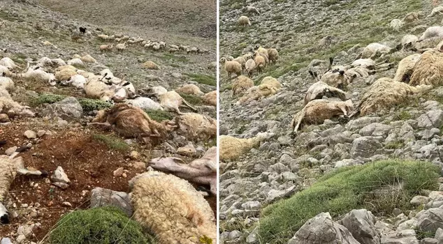 The lightning that struck the plateau killed 200 sheep.