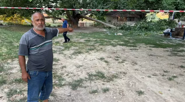 A broken tree branch injured 11 people from the same family and sent them to the hospital.