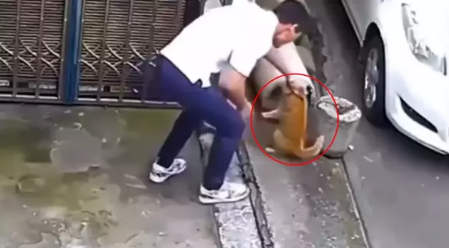 He approached the cat under the pretext of love, and you won't believe what happened next.