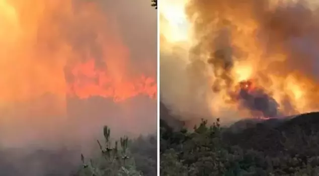 Forest fire in Sakarya! A neighborhood has been evacuated.