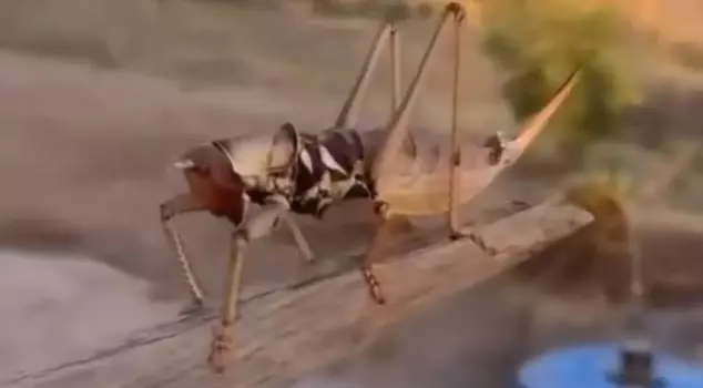 A 20-centimeter-long carnivorous grasshopper was spotted in Batman.