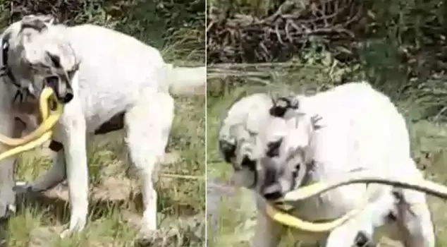 The image that best describes the courage of the Kangal! It climbed the tree and neutralized it.
