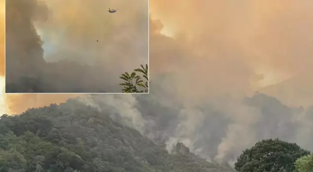 A new forest fire in Sakarya.
