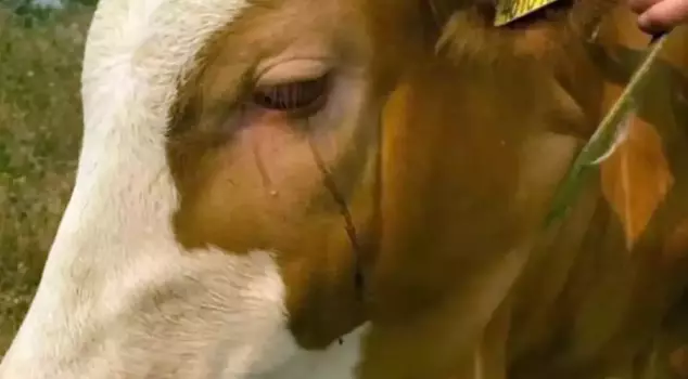 The tears of the cow that survived the fire.