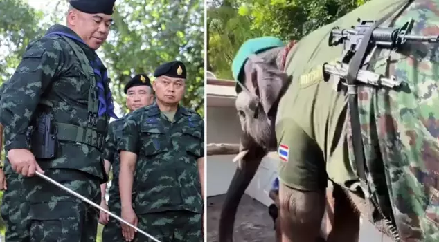 Interesting images from the Thailand-Cambodia war! An elephant was deployed to the border.