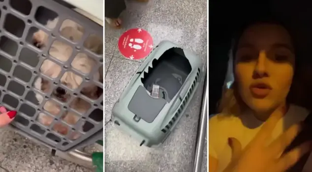 When she saw her pets in the cargo section of the plane, she experienced the shock of her life.