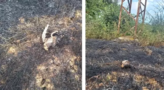 The bird that landed on the high voltage line caused a fire.