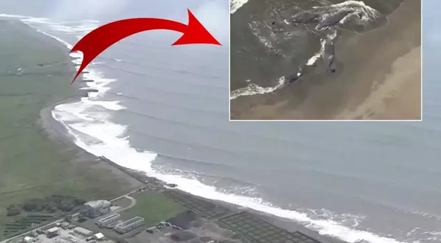 After the 8.8 magnitude earthquake, whales washed ashore in Japan.