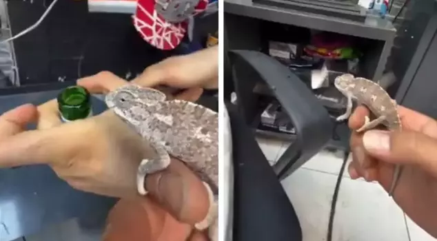 He started keeping chameleons to fight against the flies.