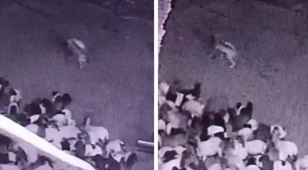 Wolf attack on a herd in Batman! Those moments captured on camera.