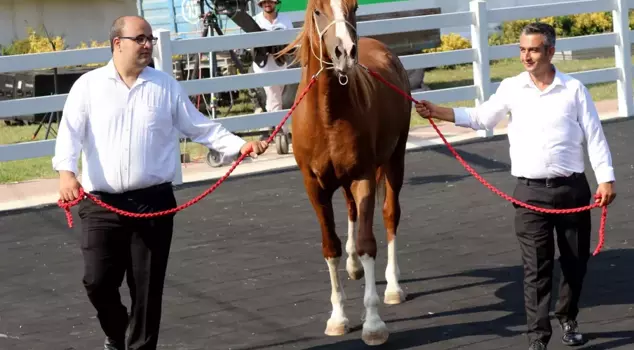 The million-dollar foals sold like hotcakes.