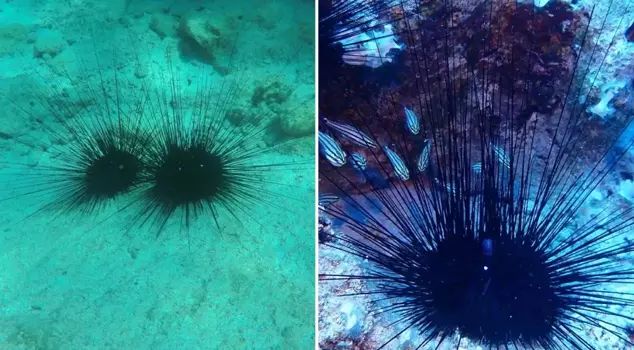 Silent invader in our seas: Its spines are poisonous, and the pain lasts for hours.