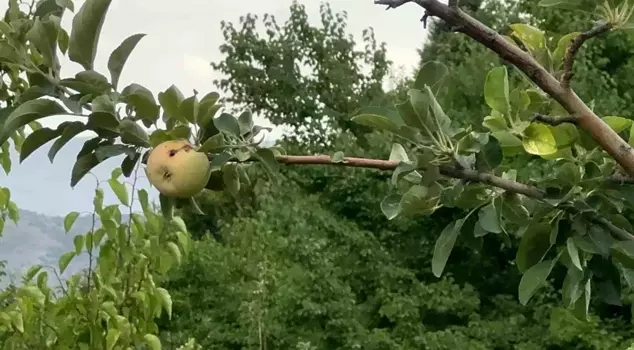 The producer is in shock! The only crop on the 10-acre land is a rotten apple.