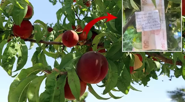 A citizen who picked a peach from the tree because he craved it left money and a note for the farmer.