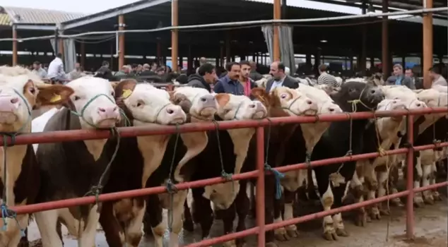 Disinformation Combat Center: Claims about foot-and-mouth disease lack scientific basis.