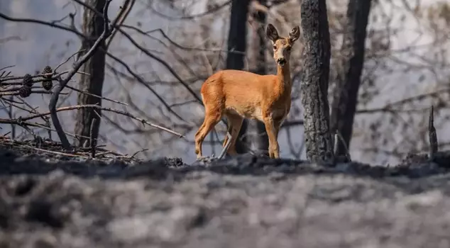 The heart-wrenching sight of the deer fleeing from the flames in Gallipoli stirred deep emotions.