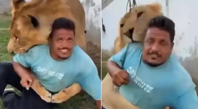 The farm owner set his trained lion on his employee.