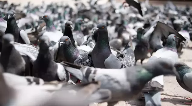 Feeding pigeons has been banned in India.