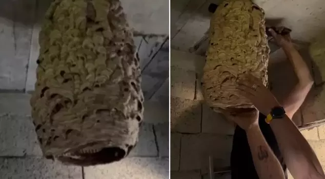 The giant beehive in the abandoned house turned into a nightmare for the neighborhood.