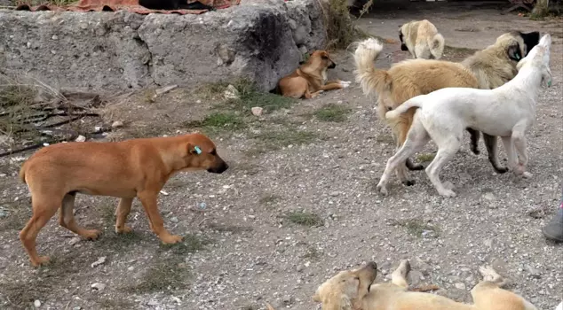 Instruction from the Istanbul Governorship regarding stray animals: They must be collected urgently.