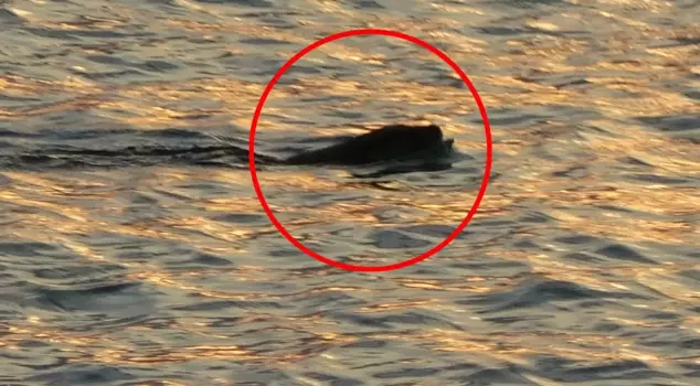 The frequent sightings in the Black Sea had unsettled the citizens; an expert spoke.
