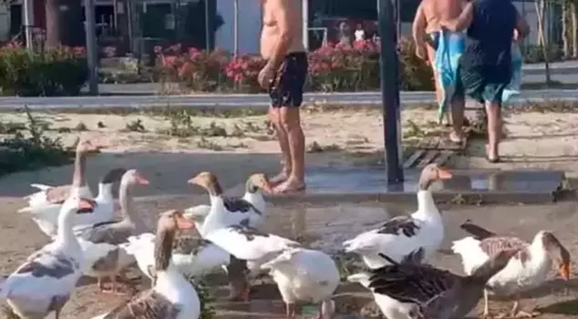 The geese that were 