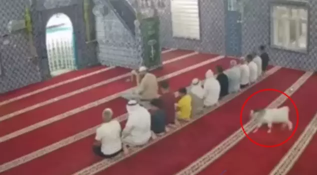 In Mardin, a goat entered the mosque while the congregation was praying.