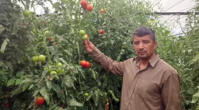 In this neighborhood, the land is worth its weight in gold: they harvested tons of produce from a 20-decare greenhouse.