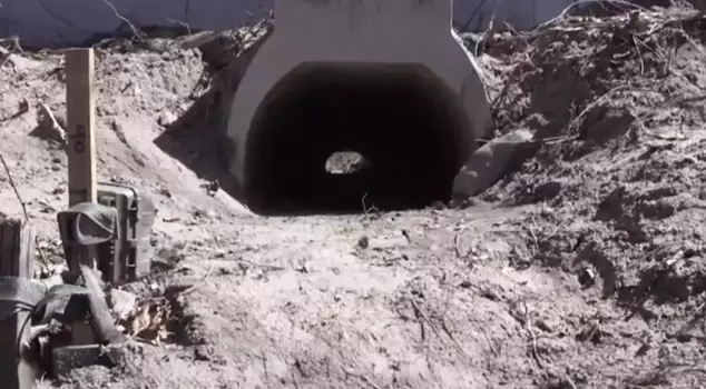 They built a special underpass for frogs to mate comfortably.