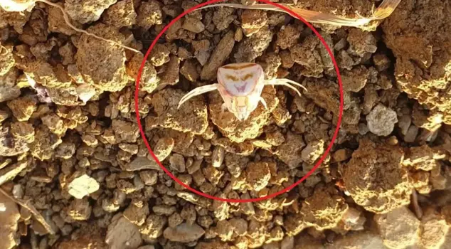 The 'human-faced spider' seen in Yalova surprised everyone.