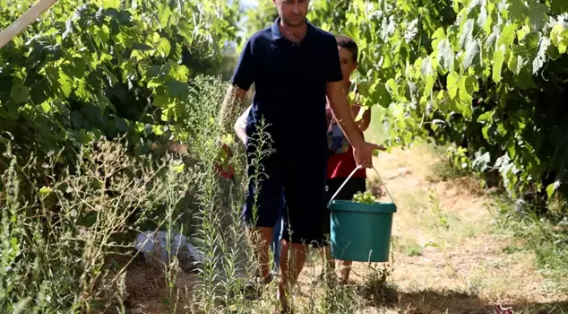 The expected yield is 1.5 tons per decare! The price is 150 lira per kilogram.