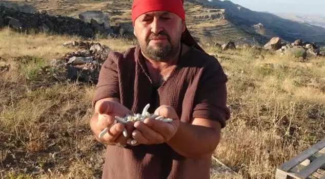 It's collected for free in nature! Competing under a kilo: 10 thousand lira.