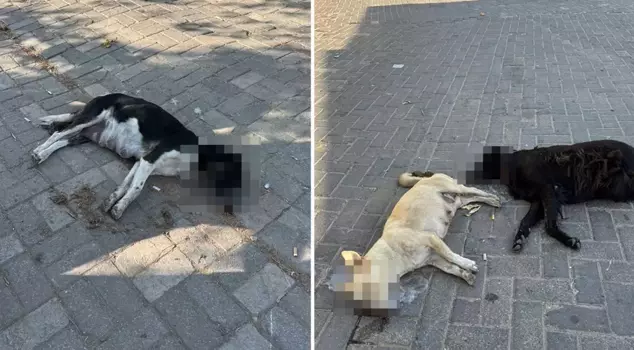The claim is serious! A large number of cats and dogs that ate the chicken meat have died.