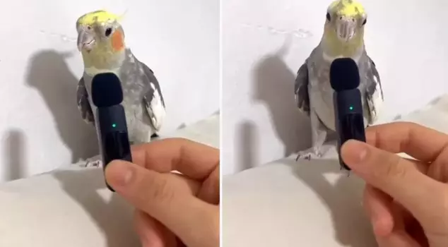 The song he taught to the budgerigar he raised is amazing.