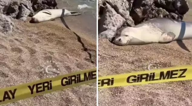 A person going to the beach for a swim encountered a seal! Here are those moments.