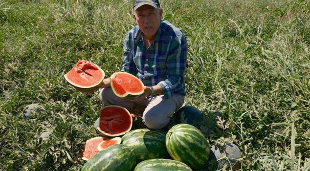 He came from London and planted contracted watermelons, incurring millions of lira in losses.