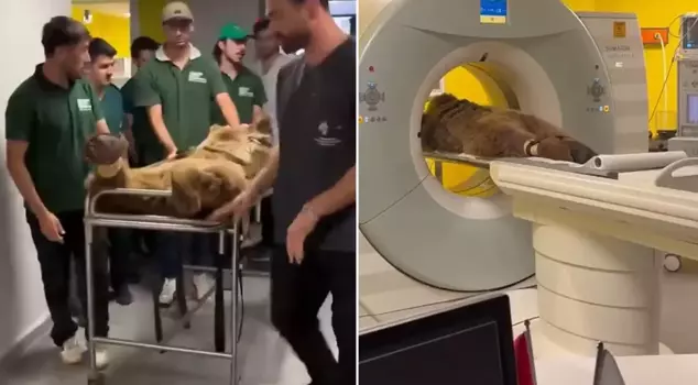 The fruits upset his stomach, and the 300-kilogram bear Okan was taken to the hospital.