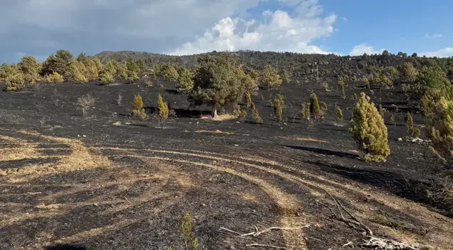 Incredible claim! A tiny animal caused the fire that turned the vast forest to ashes.